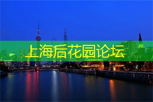 上海花千坊：静安公园120岁的古树如何养护？“树医”把脉开药方